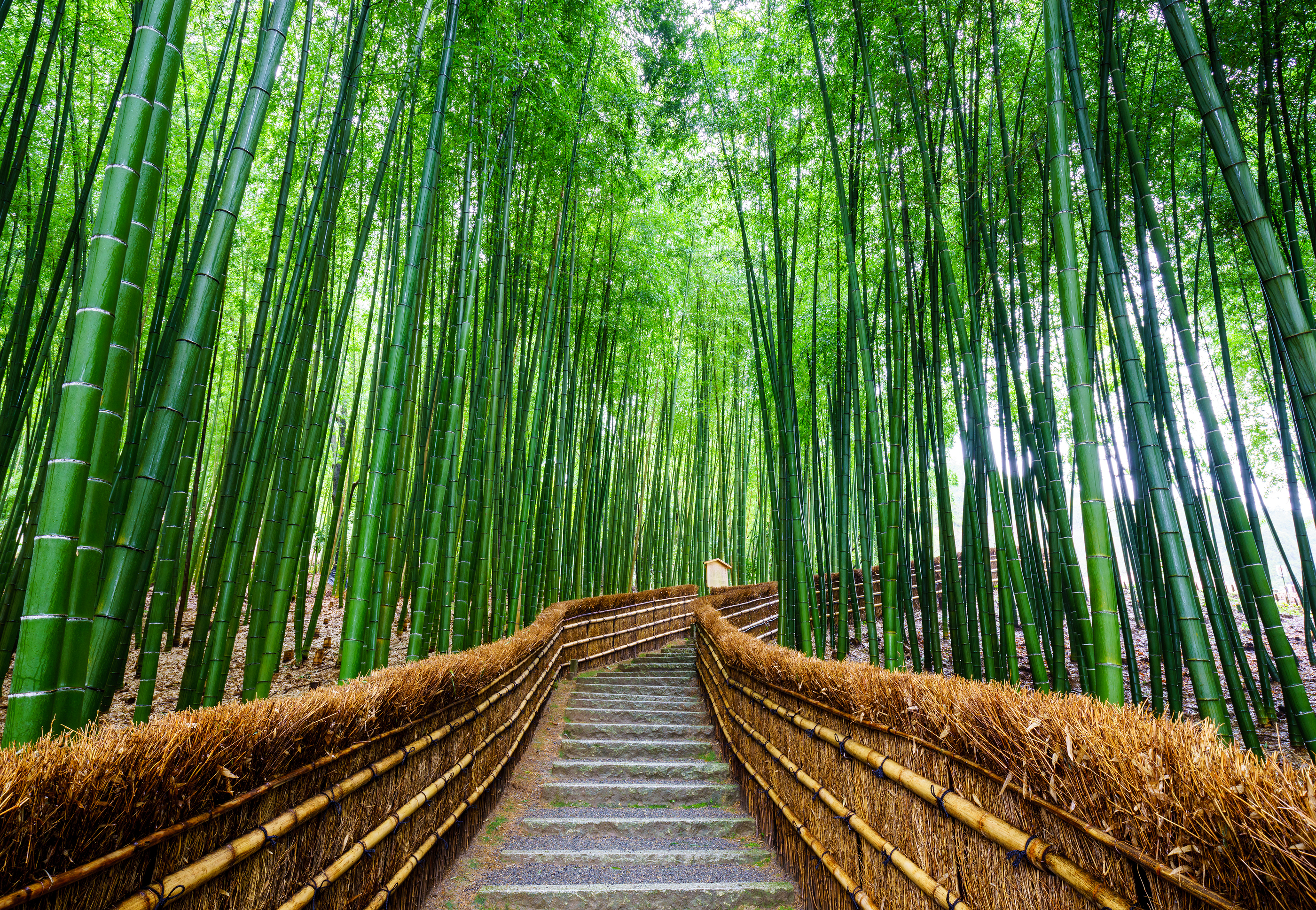 Path To Bamboo Forest Arashiyama Kyoto Japan Canarius Blog